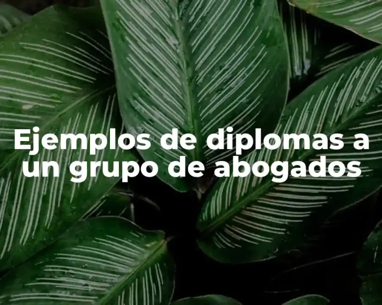 Ejemplos de diplomas a un grupo de abogados