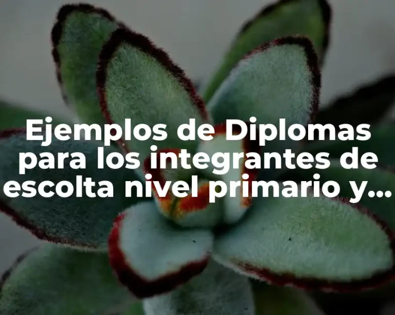 Ejemplos de Diplomas para los integrantes de escolta nivel primario y Significado