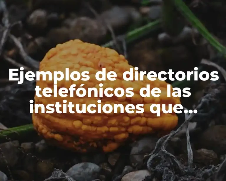 Ejemplos de directorios telefónicos de las instituciones que ofrecen servicios y Significado