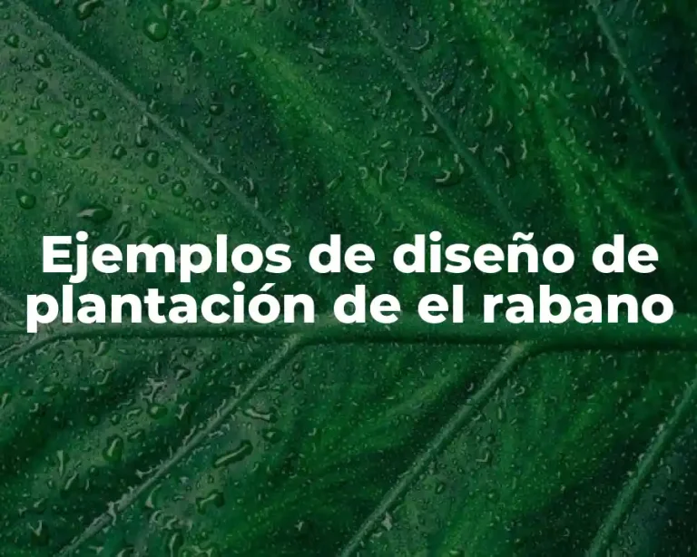 Ejemplos de diseño de plantación de el rabano