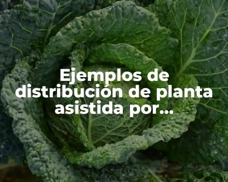 Ejemplos de distribución de planta asistida por computadora