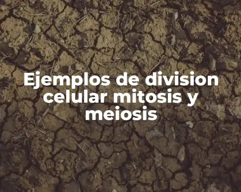 Ejemplos de division celular mitosis y meiosis