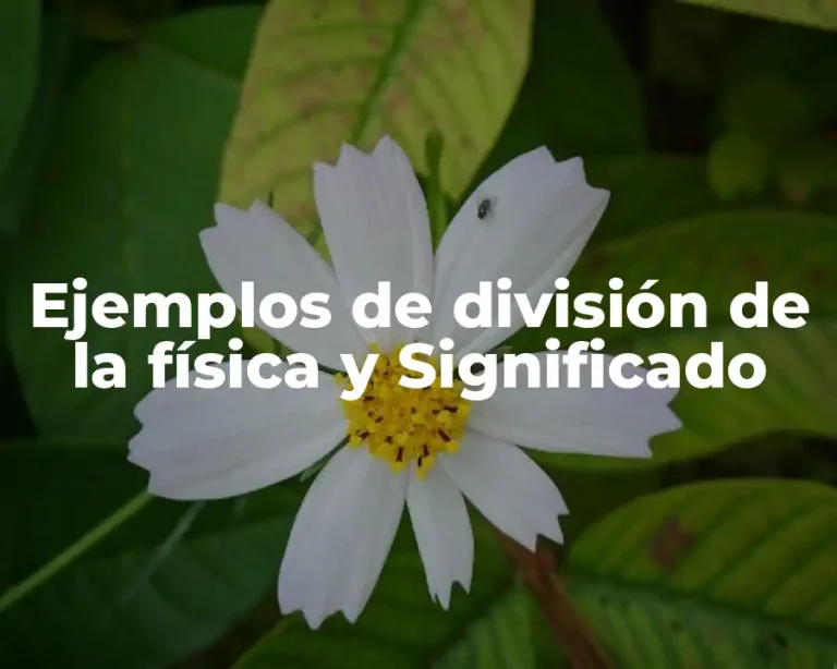 Ejemplos de división de la física y Significado