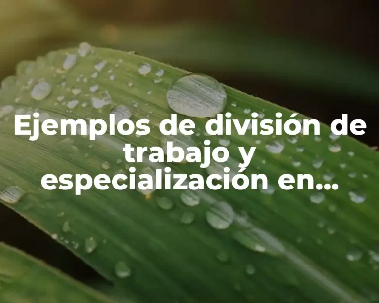 Ejemplos de división de trabajo y especialización en empresa