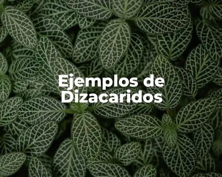 Ejemplos de Dizacaridos