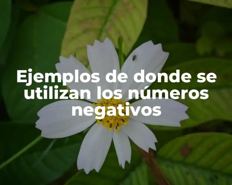 Ejemplos de donde se utilizan los números negativos