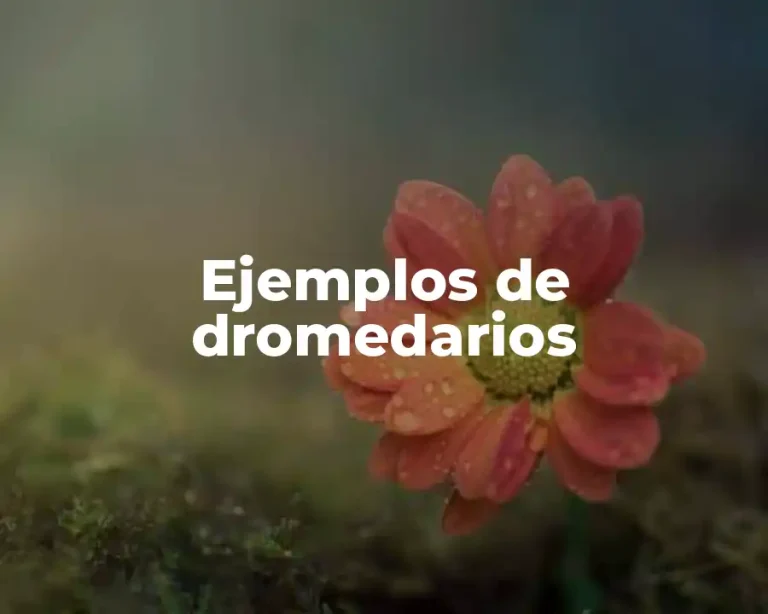 Ejemplos de dromedarios