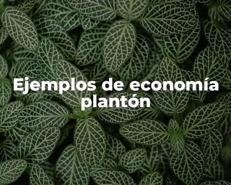 Ejemplos de economía plantón