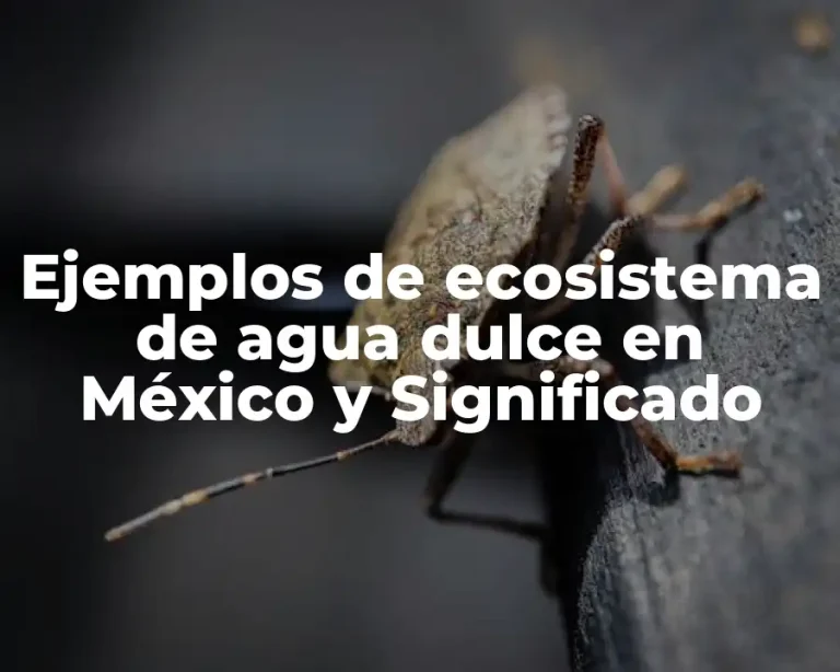 Ejemplos de ecosistema de agua dulce en México y Significado