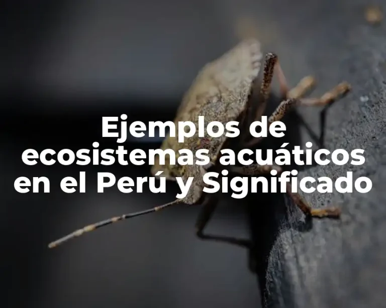 Ejemplos de ecosistemas acuáticos en el Perú y Significado