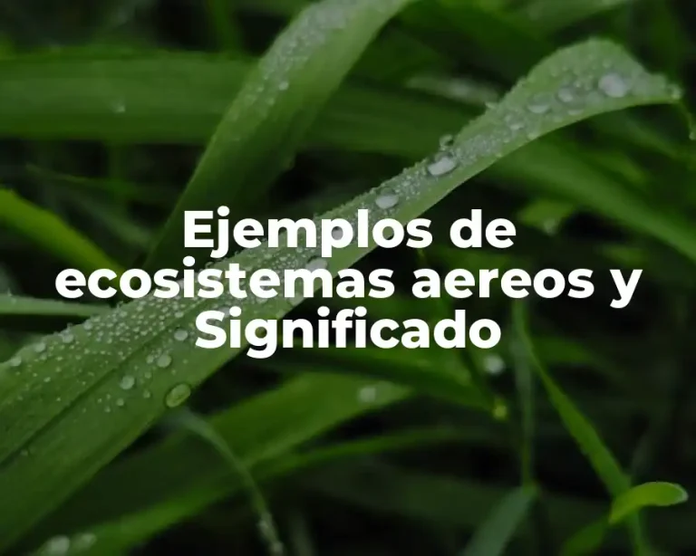 Ejemplos de ecosistemas aereos y Significado