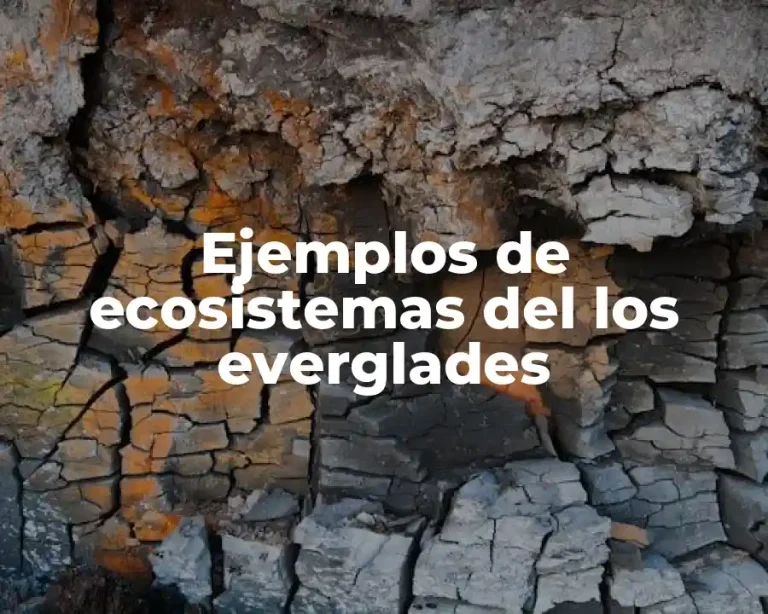 Ejemplos de ecosistemas del los everglades