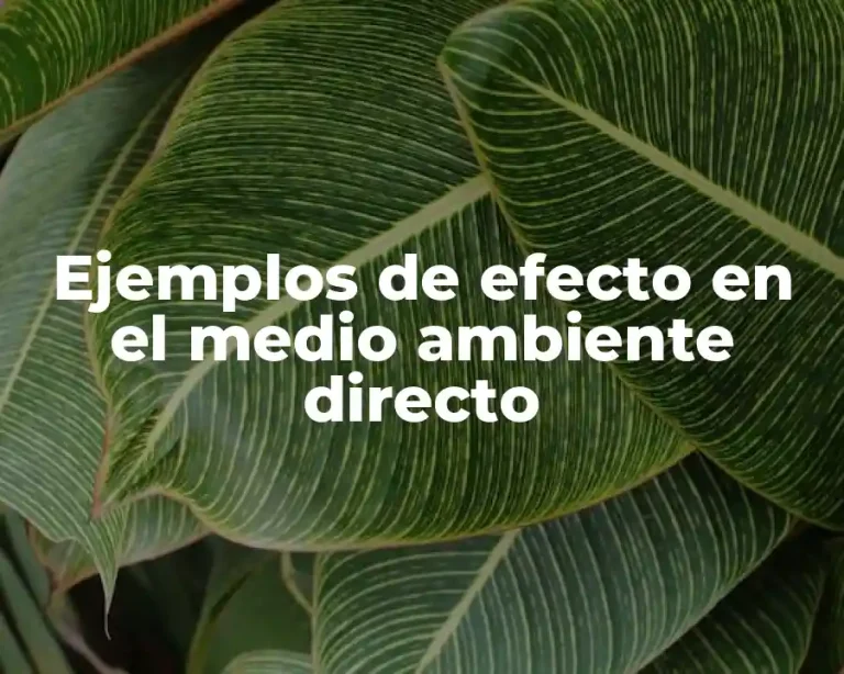 Ejemplos de efecto en el medio ambiente directo