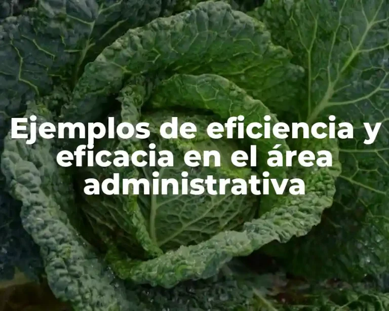 Ejemplos de eficiencia y eficacia en el área administrativa