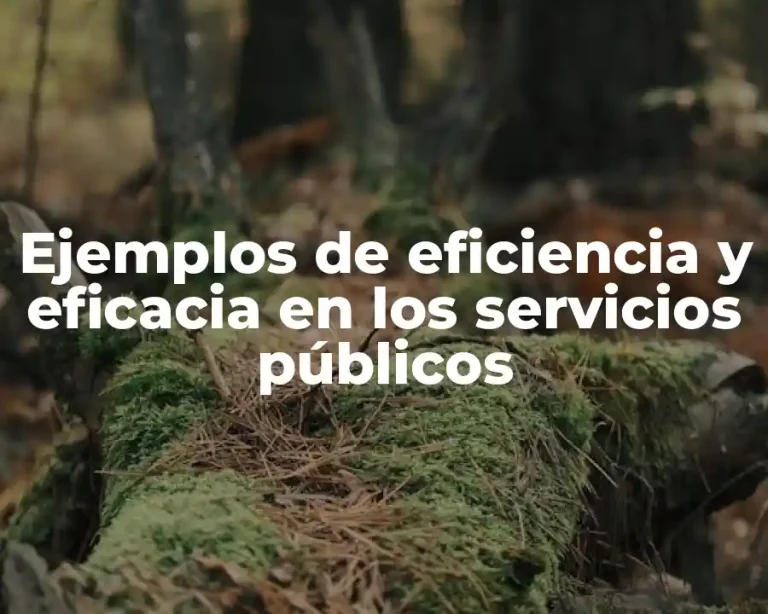 Ejemplos de eficiencia y eficacia en los servicios públicos