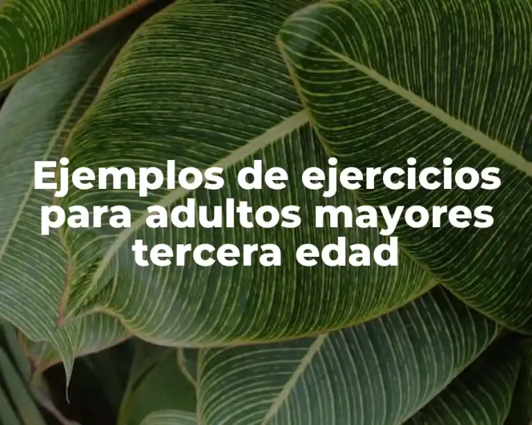 Ejemplos de ejercicios para adultos mayores tercera edad