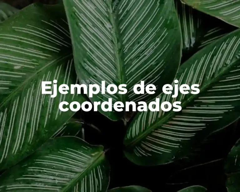 Ejemplos de ejes coordenados