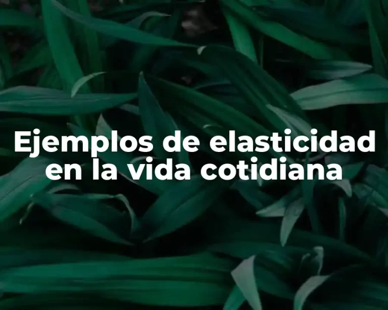 Ejemplos de elasticidad en la vida cotidiana