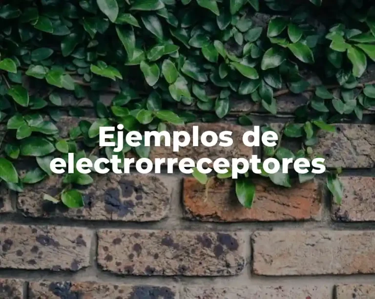 Ejemplos de electrorreceptores
