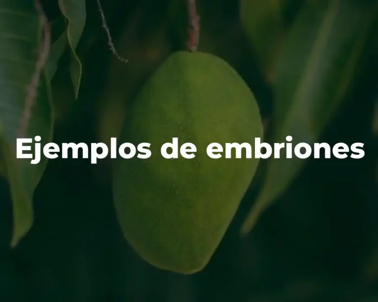 Ejemplos de embriones