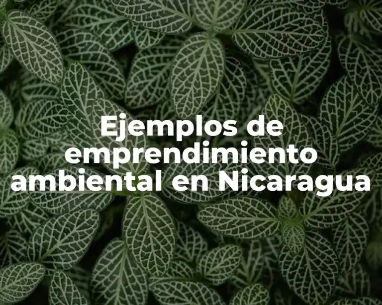 Ejemplos de emprendimiento ambiental en Nicaragua