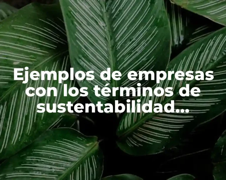 Ejemplos de empresas con los términos de sustentabilidad extranjeros