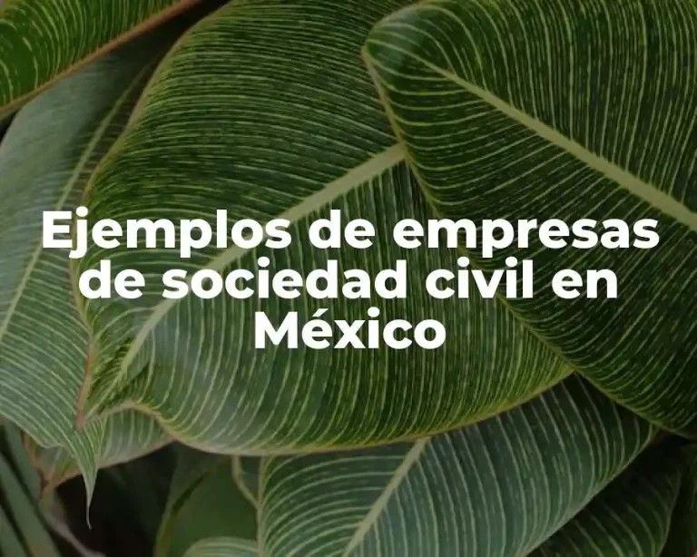 Ejemplos de empresas de sociedad civil en México