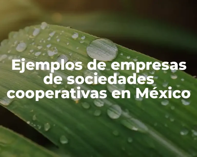 Ejemplos de empresas de sociedades cooperativas en México