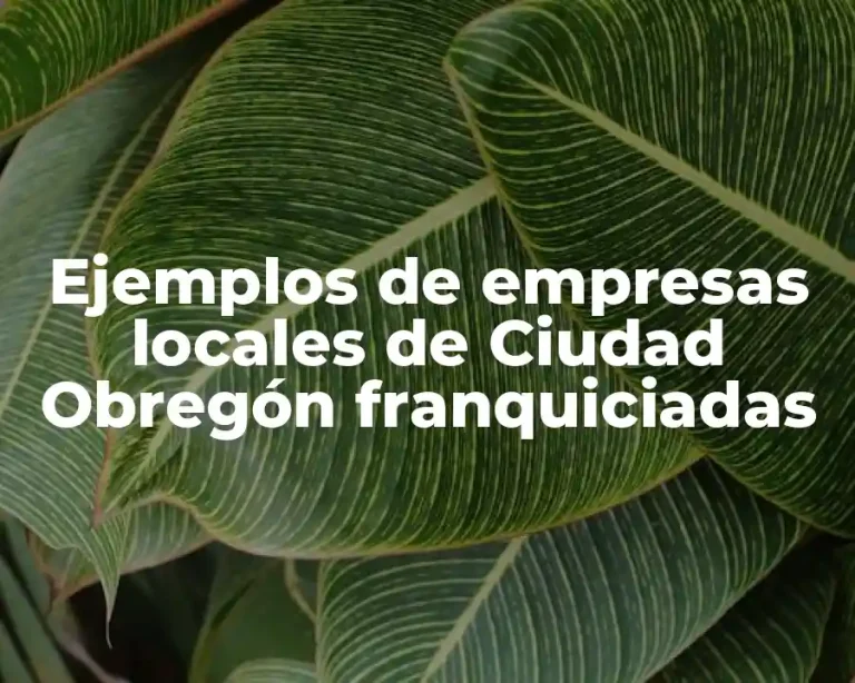 Ejemplos de empresas locales de Ciudad Obregón franquiciadas