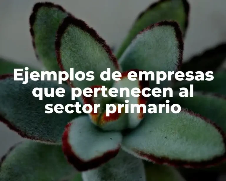 Ejemplos de empresas que pertenecen al sector primario