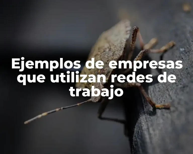 Ejemplos de empresas que utilizan redes de trabajo