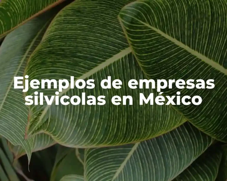 Ejemplos de empresas silvicolas en México