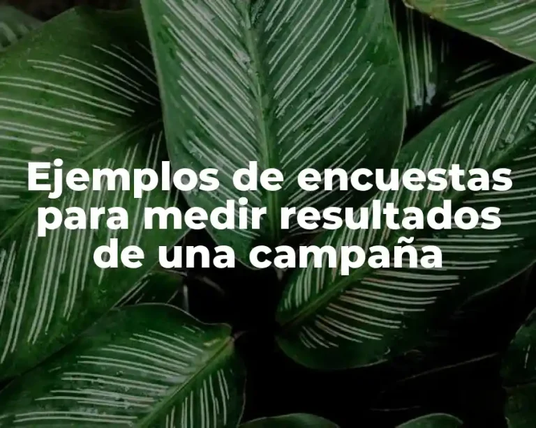 Ejemplos de encuestas para medir resultados de una campaña