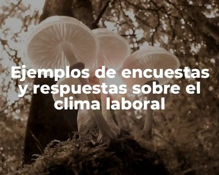 Ejemplos de encuestas y respuestas sobre el clima laboral