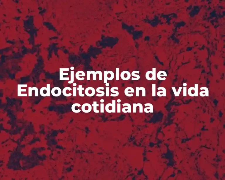 Ejemplos de Endocitosis en la vida cotidiana