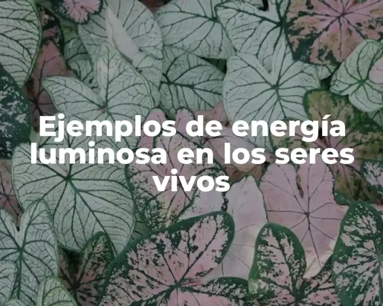Ejemplos de energía luminosa en los seres vivos