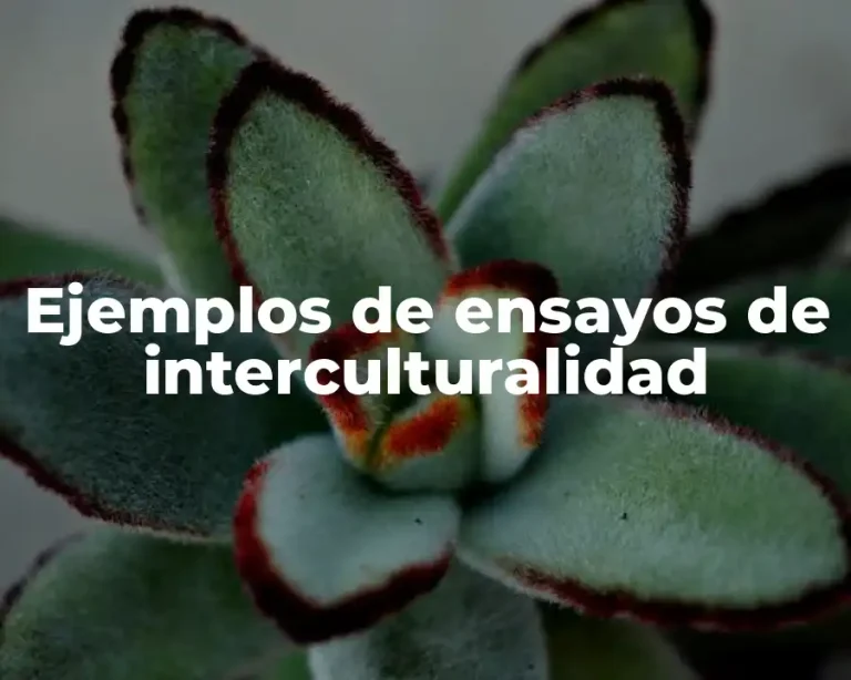 Ejemplos de ensayos de interculturalidad