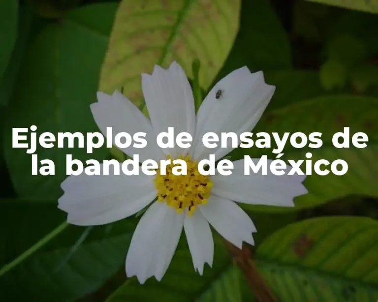 Ejemplos de ensayos de la bandera de México