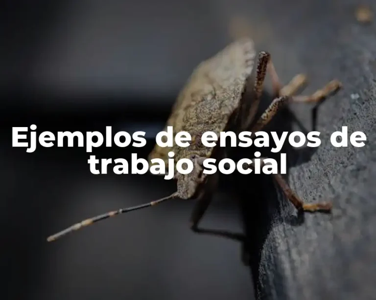 Ejemplos de ensayos de trabajo social
