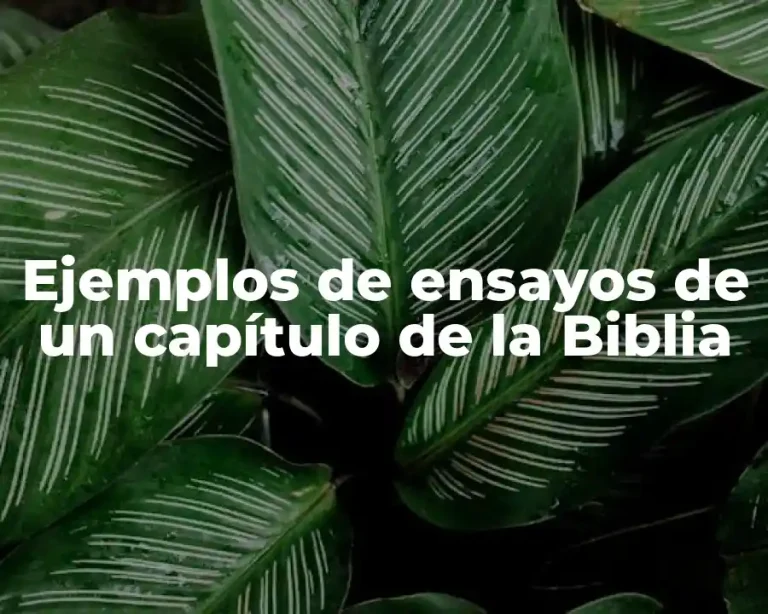 Ejemplos de ensayos de un capítulo de la Biblia