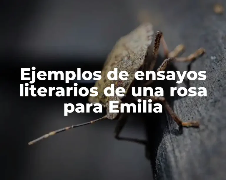 Ejemplos de ensayos literarios de una rosa para Emilia