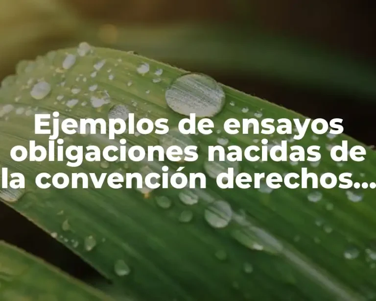 Ejemplos de ensayos obligaciones nacidas de la convención derechos romanos