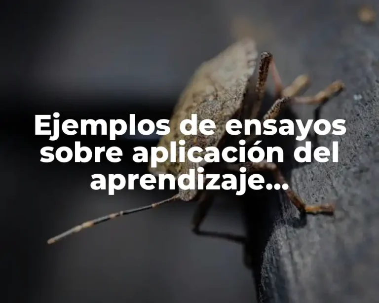 Ejemplos de ensayos sobre aplicación del aprendizaje significativo