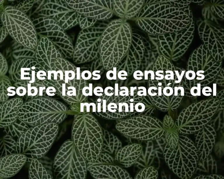 Ejemplos de ensayos sobre la declaración del milenio