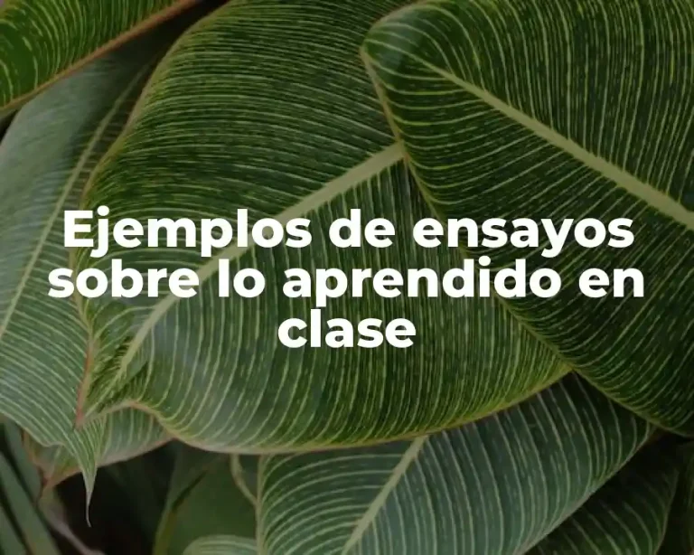 Ejemplos de ensayos sobre lo aprendido en clase