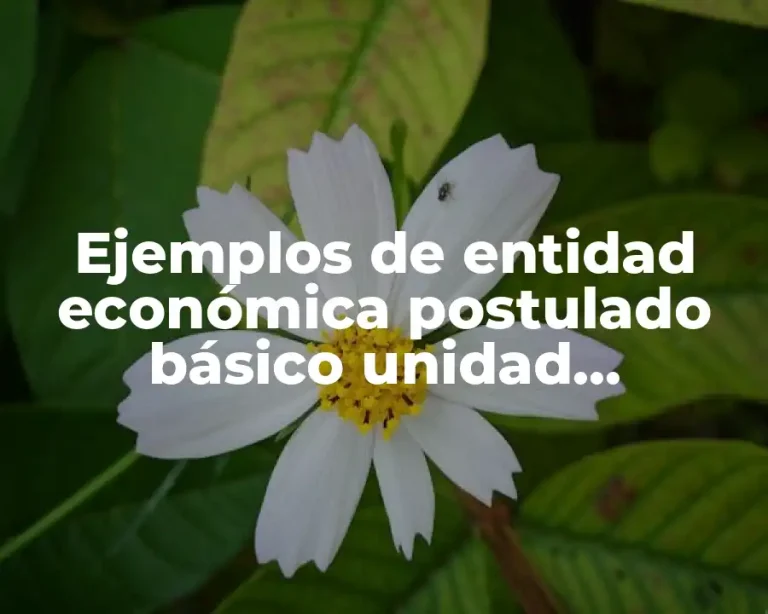 Ejemplos de entidad económica postulado básico unidad identificable