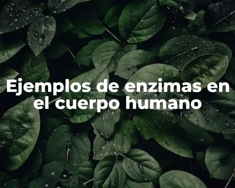 Ejemplos de enzimas en el cuerpo humano