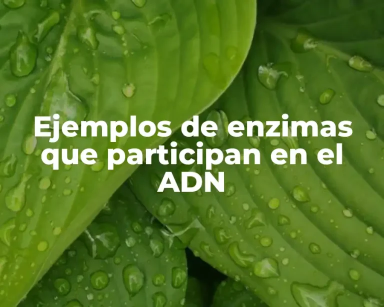Ejemplos de enzimas que participan en el ADN