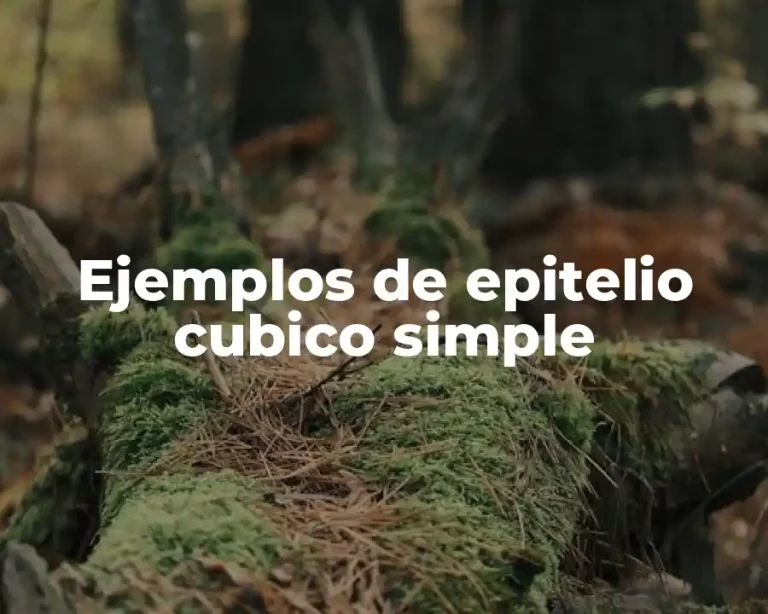 Ejemplos de epitelio cubico simple