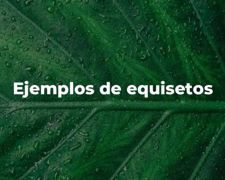 Ejemplos de equisetos